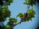 Redstart -  Phoenicurus phoenicurus