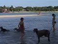 Hungarian Sighthound - Magyar Agar 2