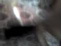 videos de MOV00001
