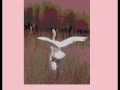 Rare Bird - Simphaty