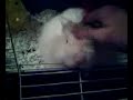 Nico