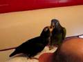 Dill Feeds Jem