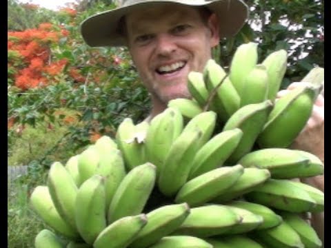 how to harvest bananas