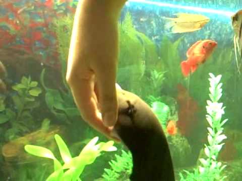 how to care knife fish