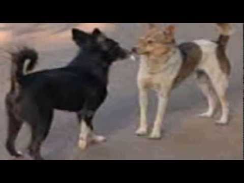 What Do Dogs Tell Each Other by Wagging?