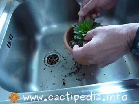 See video