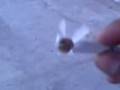 videos de 04Nov Pipo Broma