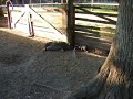 Pot-bellied piglets