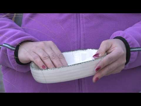 how to transplant apple seedlings