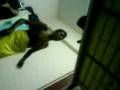 videos de Transexual Arabica Dance(by the PNC's own macchA!!!)