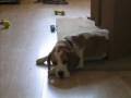 Hobby Doggy