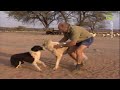 Kangal In Kenia