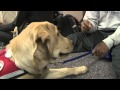 UK Senior's Service Dog Project Impacts Campus and Community