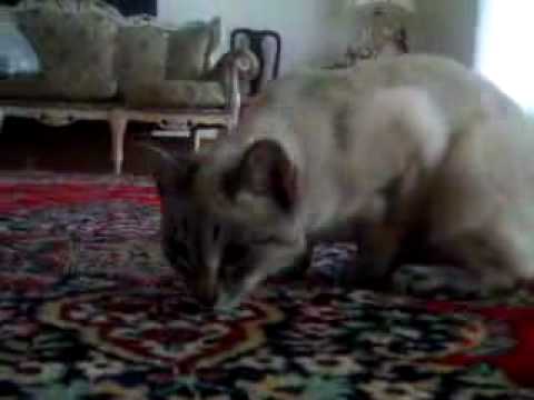 My Siamese Cat...RIP