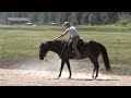 Horse For Sale -- Levi -- 7 year old Quarter Horse Horse For Sale -- Levi -- 7 year old Quarter Horse