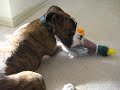 BANE FIGHTS HIS PET DUCK