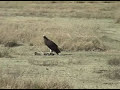 HUNGRY VULTURE IN AFRICA