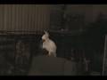 videos de Cockatoo