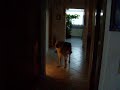 Wolfshund 2 Wolfshund 2