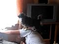 Kampfhund