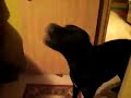 Talking Dog : BIMO #2
