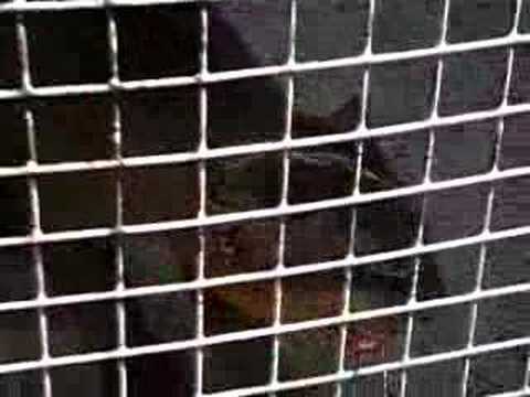 JAGUARUNDI