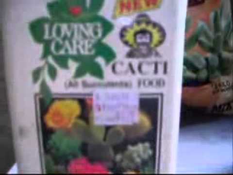 how to replant peyote