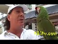 Birdguy Hawaii - Parrots and all kine Birds