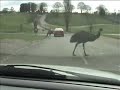 The Wild Life