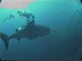seacam-journal-cocos-island-pt2.html