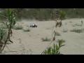 HPI Baja 5T straight line testing