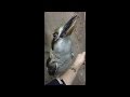 https://www.youtube.com/watch?v=yRSLjjGhbvc