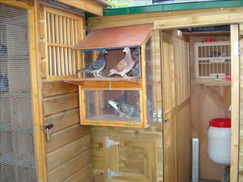 Racing pigeons