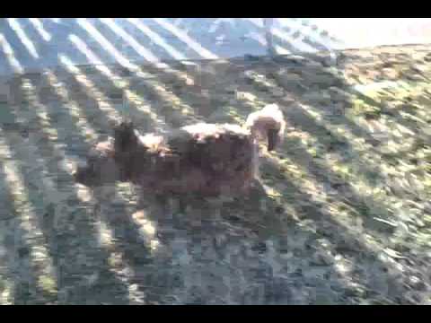 User submitted video