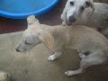 zita and zoe show.MOV