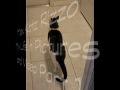 Max Katz Opens the Door Plus.flv