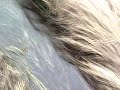 2008 Trapping - 1
