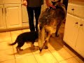 Emily German Shepherd Puppy