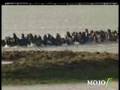 200 horses stuck on island