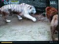 Lion vs Tiger - Who Wins?