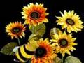 Rivieri Bumble Bee
