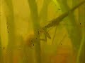 Water mantis hunting fish