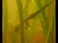 Water mantis hunting fish