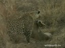Safari Kills A Grey Duiker Live-2