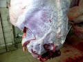 Contracciones musculares posmortem