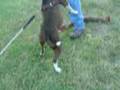 Bulldog Alapaha de Sangre Azul video