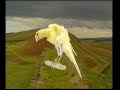 Naturaves - (Postura) Rizado del Sur (2).avi