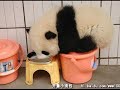 Panda lost their home in the earthquake Wolong Panda lost their home in the earthquake Wolong