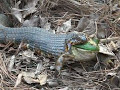 Snake Swallowing Living Bullfrog (Not For the Squeamish) Snake Swallowing Living Bullfrog (Not For the Squeamish)