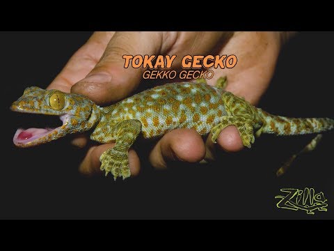 YouTube reptile video